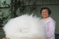 تصاویر عجیب‌ترین و زیباترین خرگوش‌ دنیا